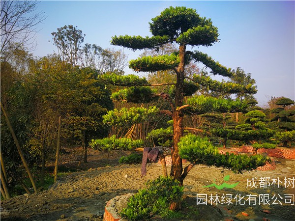 成都市种植罗汉松基地怎么样？罗汉松形态特征、生长习性怎么样？